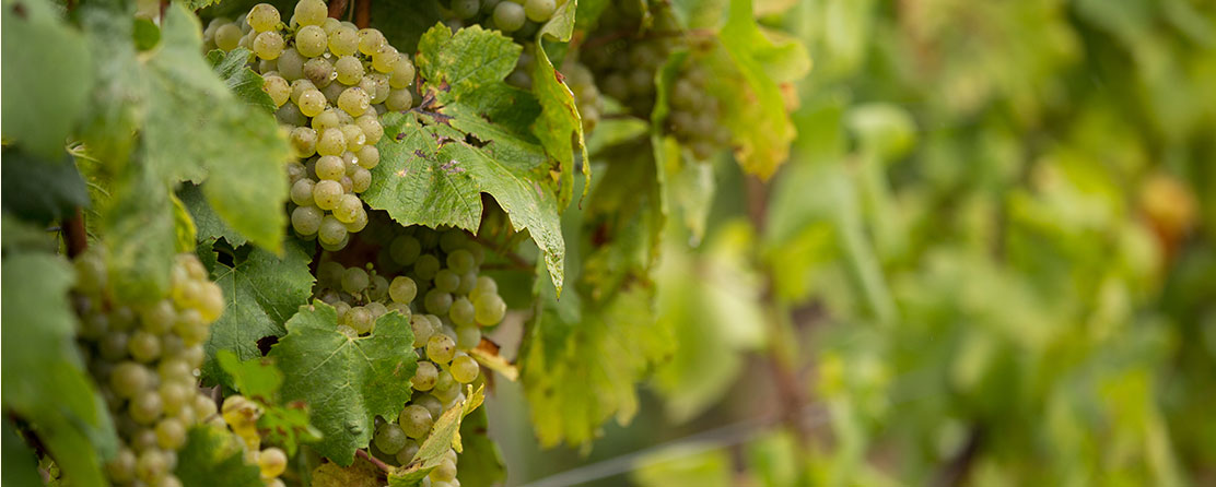 Champagne Charbaux Frères