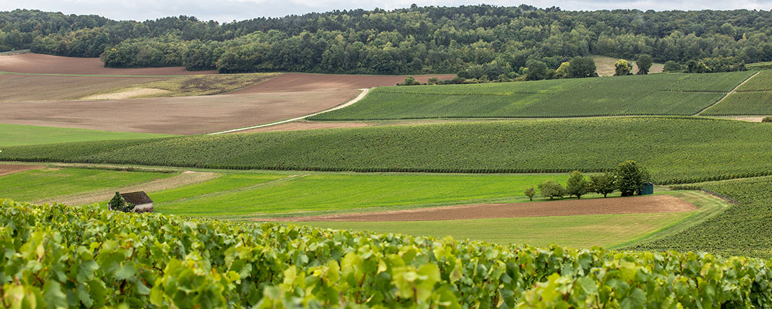 Champagne Charbaux Frères